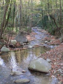 Stream in Montseny woods near Arbucies