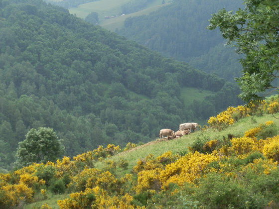 Hills and cows in Pyrenees in summer