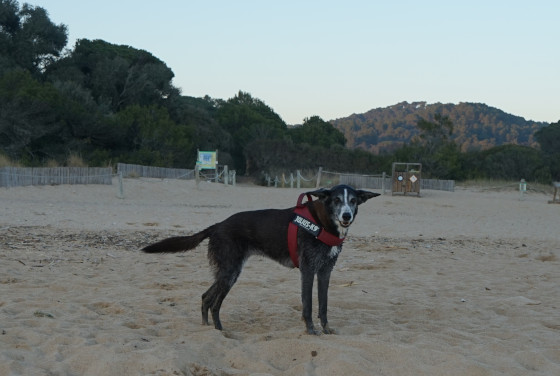 Zina on Platja de Castell 26th Jan 2022