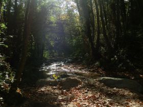 Montseny woods near Arbucies