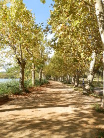 Banyoles autumn trees