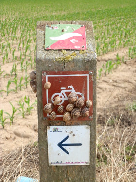 Canet de la Talada snails waiting for a ride