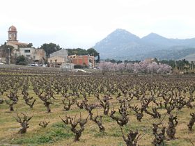 Vineyards close to Espolla