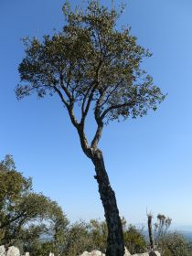 Montigalar summit in the Gavarres close to Montnegre