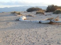 driftwood on Pals beach