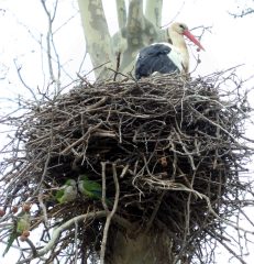 Storks and parrots outside Peralada Castle walls