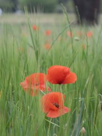 Poppies