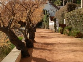 sAgaro walking path in the sun