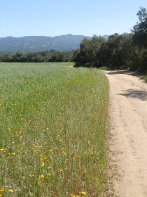 Fields between Bell-lloc and Romanya de la Selva