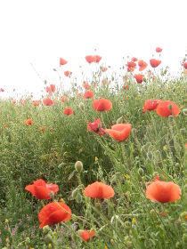 Vulpellac poppies